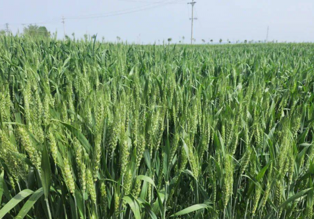 ���������������ܻ�æũ��ר����֧��